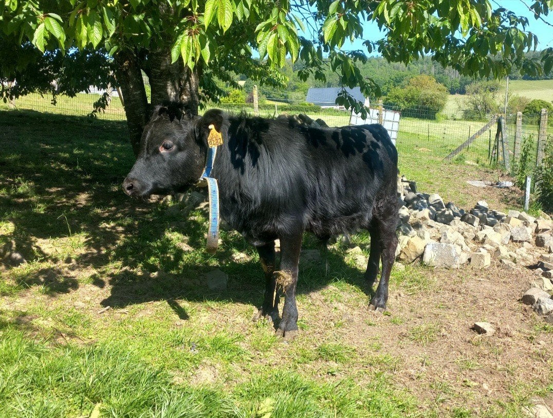 1-jarige Dahomey Bull Calf, Dieren en Toebehoren, Runderen