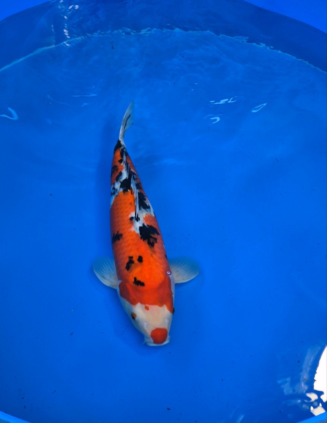 Sanke okawa, yonsai, 63cm, female, certificaat, Carpe ou Koï