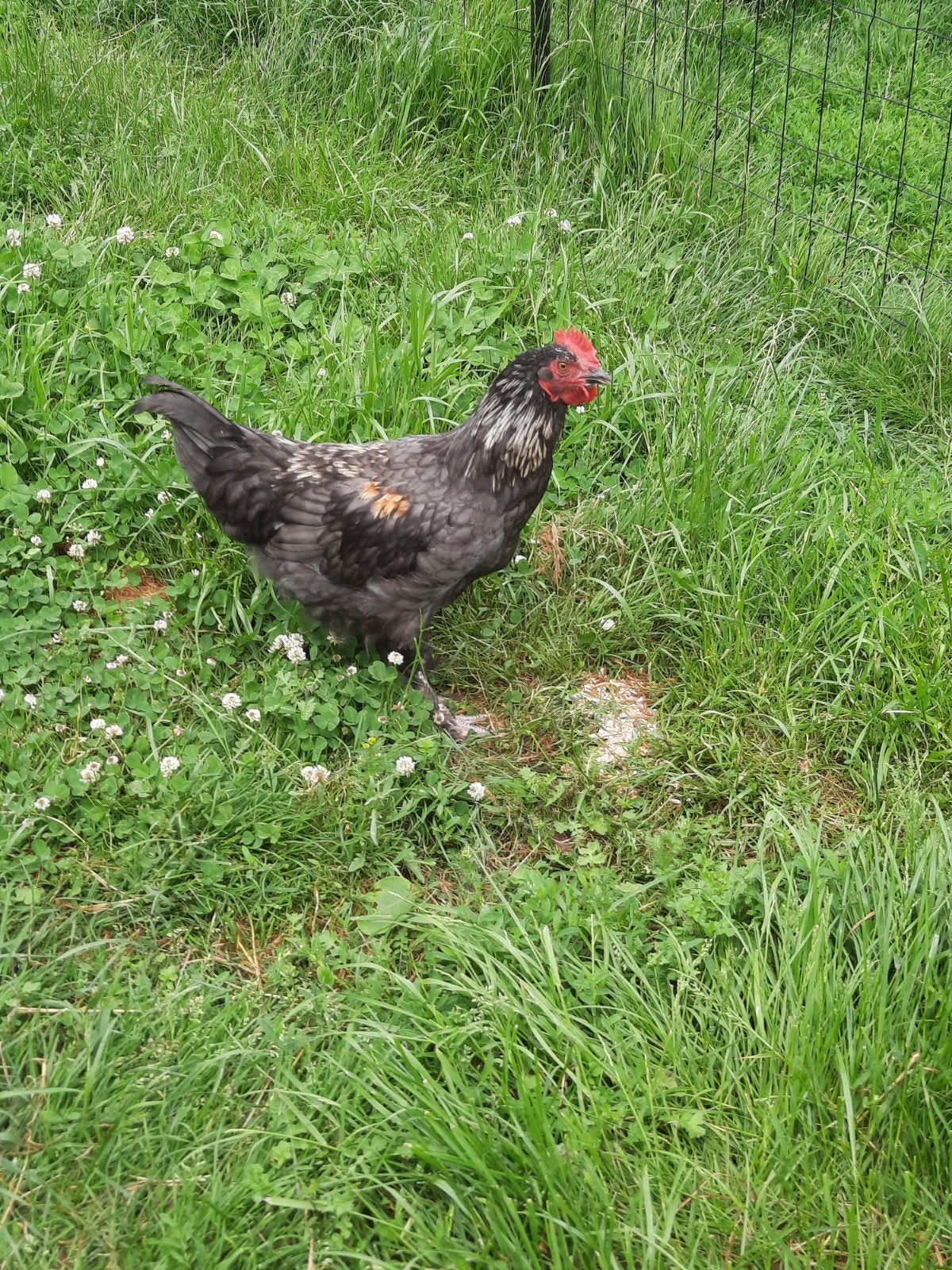Jonge marans haan, Dieren en Toebehoren, Mannelijk, Kip