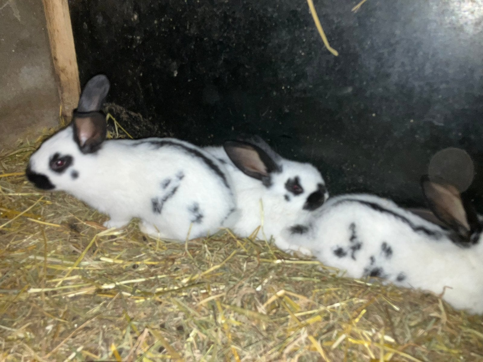 Jonge vleeskonijnen 5 stuks, Dieren en Toebehoren, Konijnen, Meerdere dieren, Groot, 0 tot 2 jaar