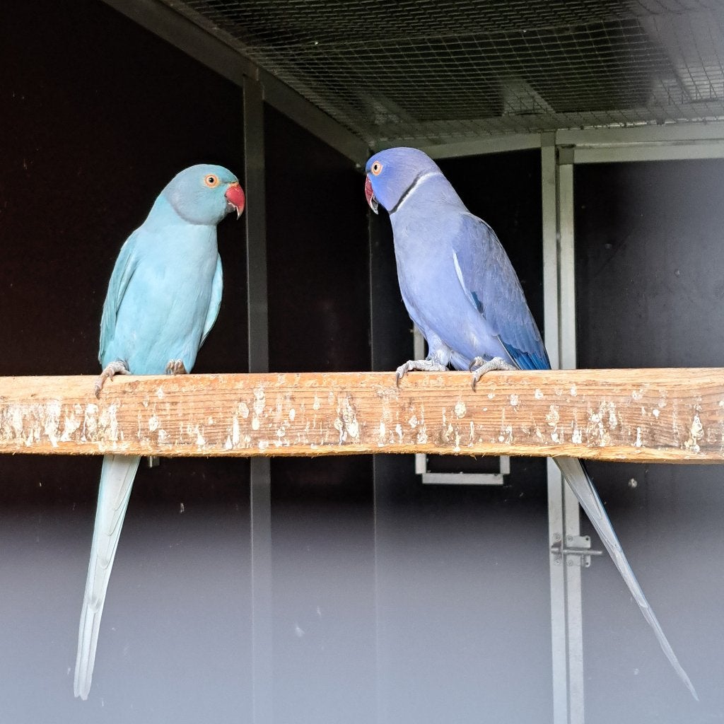 kweekkoppel halsbandparkieten (violet-blauw), Meerdere dieren, Parkiet, Geringd