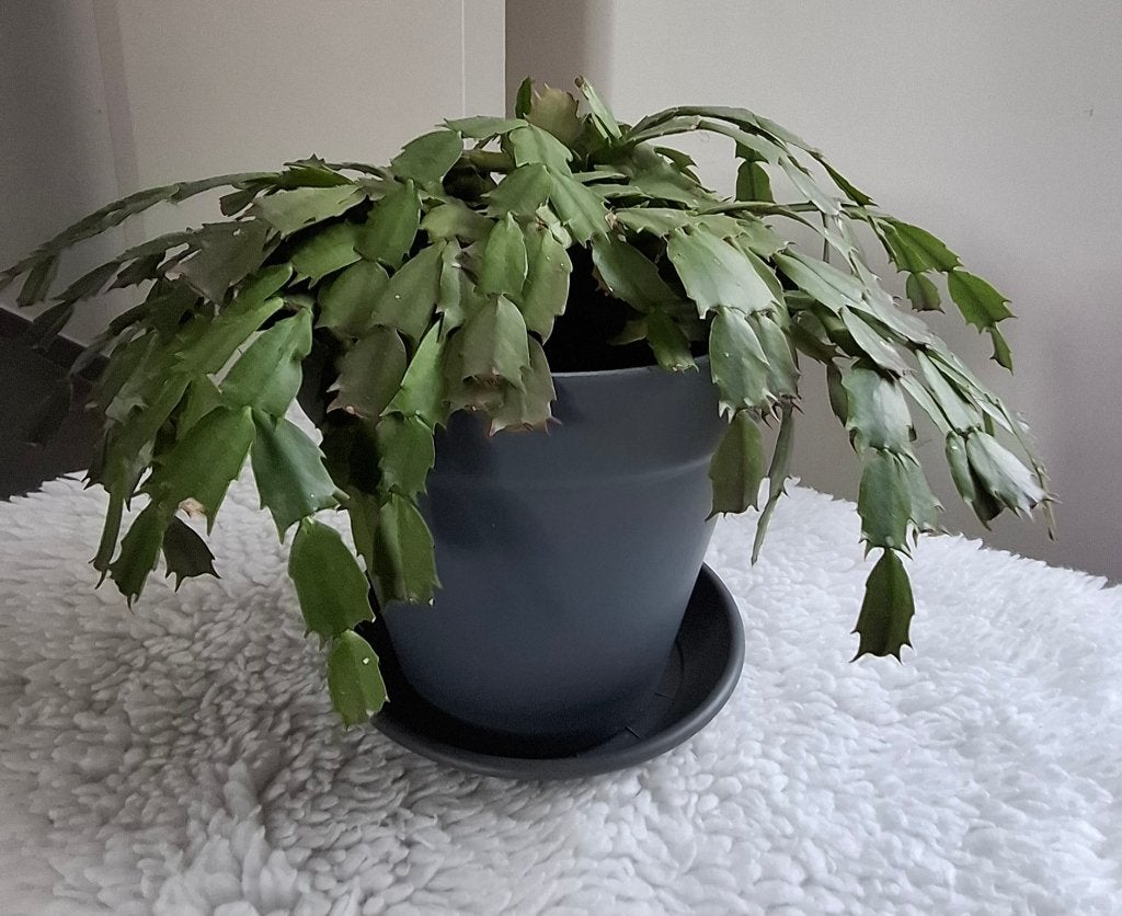 Kerstcactus, En pot, Plante à fleurs, Moins de 100 cm, Enlèvement