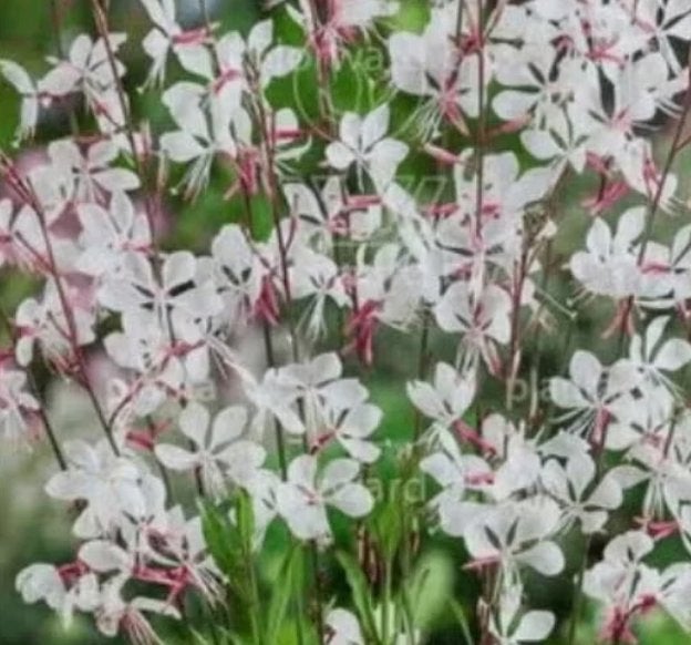 Gaura lindheimerii 'Whirling butterflies', Ophalen, Vaste plant, Volle zon