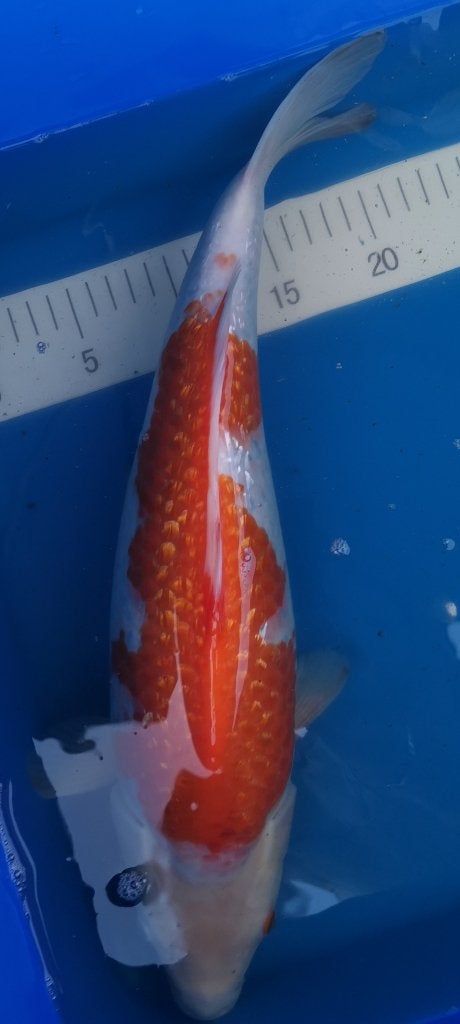 Koï japonaise ginrin kohaku., Karper of Koi