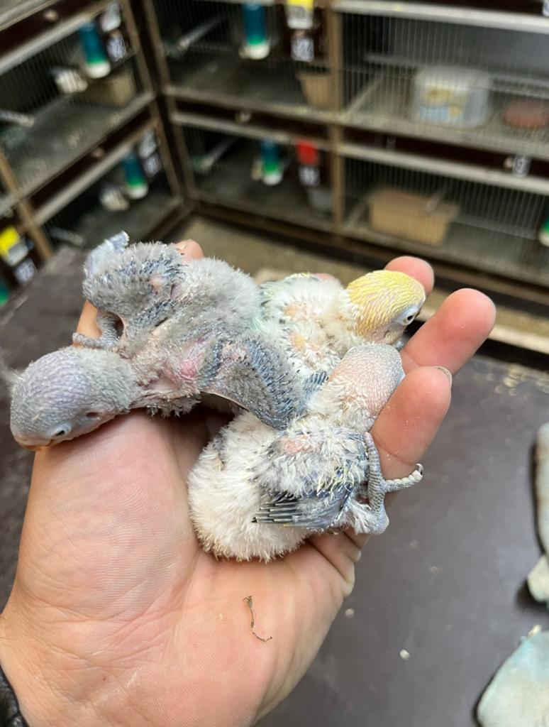 Agaporniden baby, Dieren en Toebehoren, Vogels | Parkieten en Papegaaien, Dwergpapegaai of Agapornis, Geslacht onbekend, Tam, Geringd