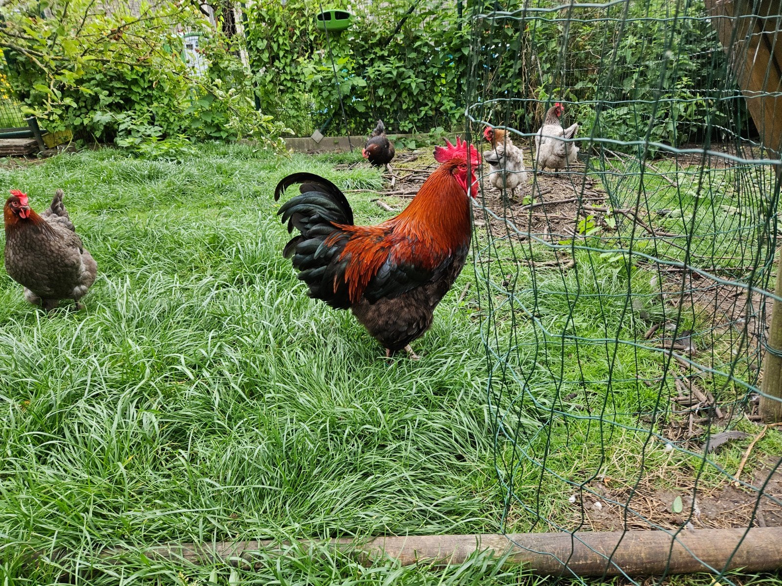 Zwartkoper marans kampioen affligem 2025