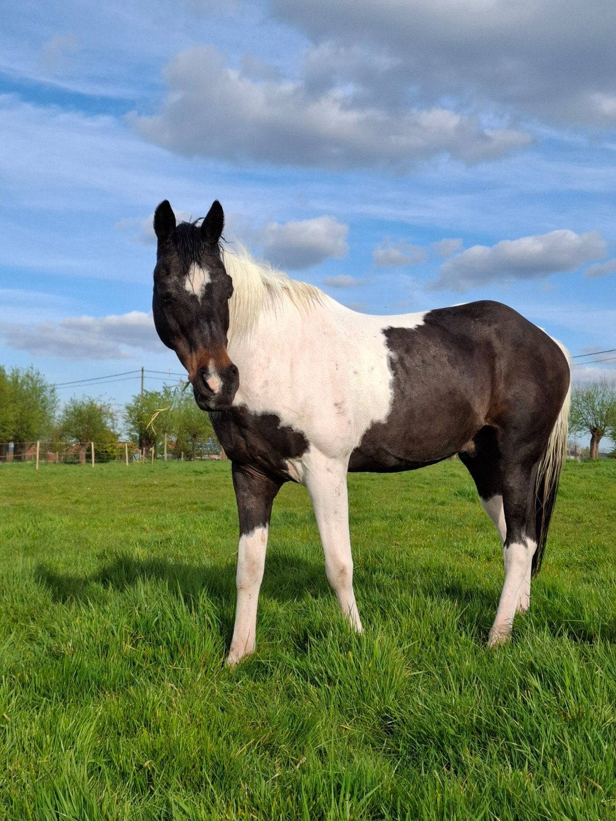 Leuke D-pony, Dieren en Toebehoren, Pony's