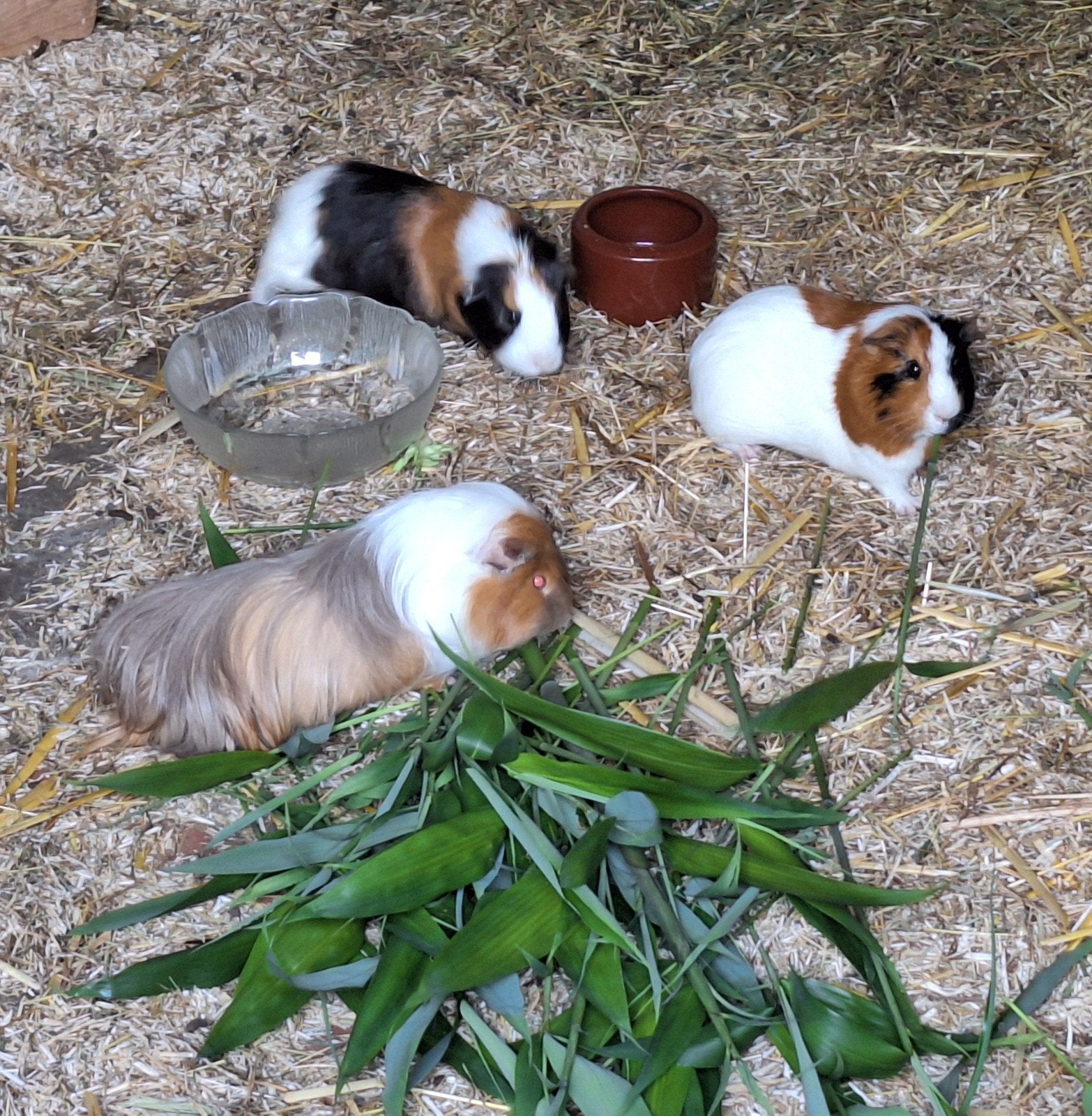3 cavia broertjes, Dieren en Toebehoren, Januari, Mannelijk, Cavia