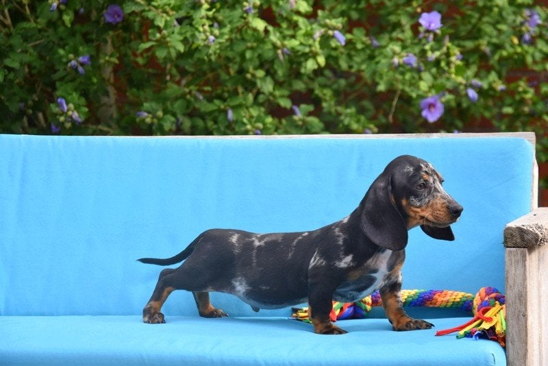 Blue Merle Tan Teckel pupje, Dieren en Toebehoren, België, Reu, CDV (hondenziekte), 8 tot 15 weken