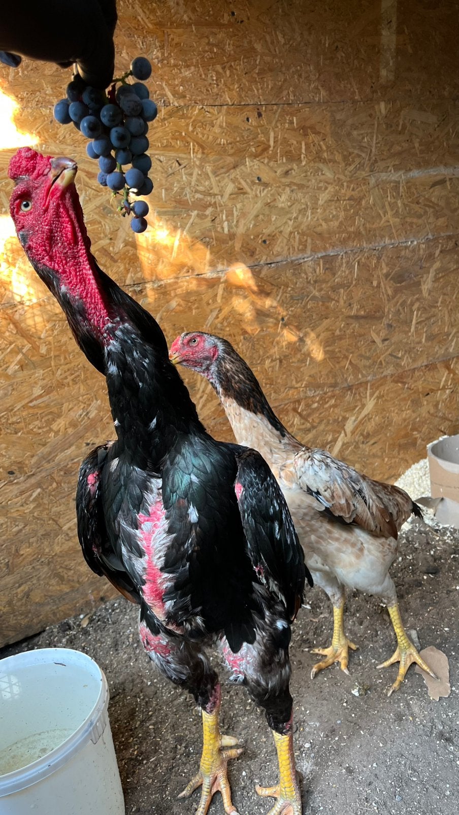 Coq Shamo, Animaux & Accessoires