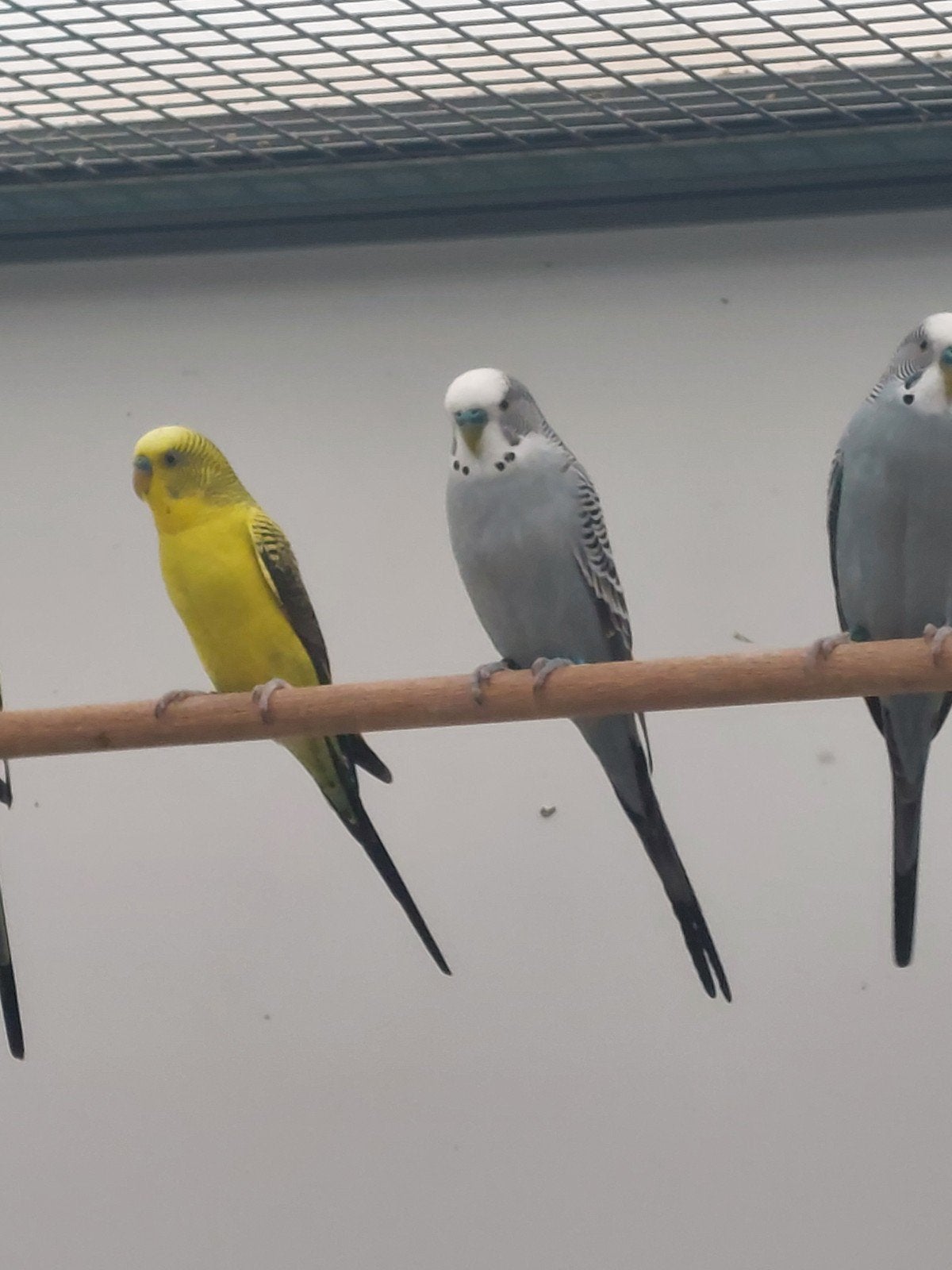 grasparkieten, Dieren en Toebehoren