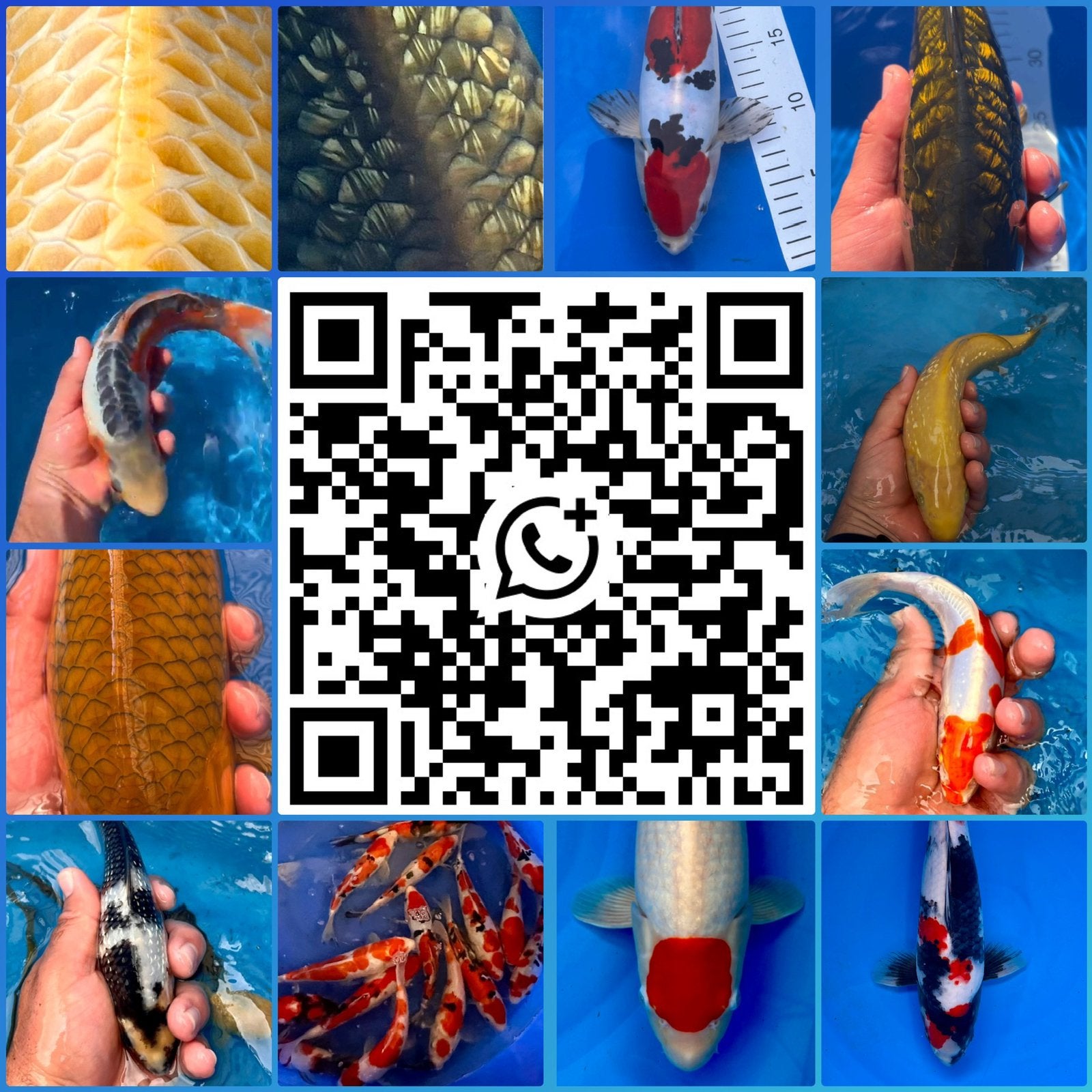 Word lid van de Jona-Koi whatssap community!, Dieren en Toebehoren, Karper of Koi