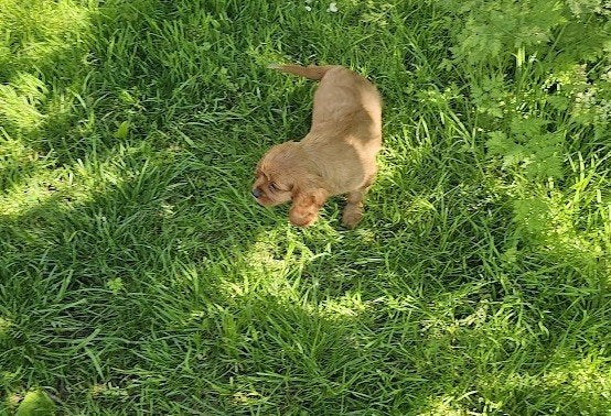 cavalier king charles pups april 26, Animaux & Accessoires, Chiens | Chihuahuas & Chiens de compagnie, Autres races, Plusieurs
