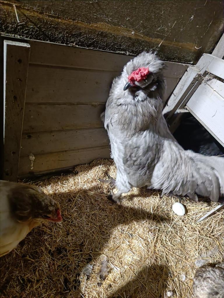 Araucana dekhaan, Dieren en Toebehoren, Pluimvee