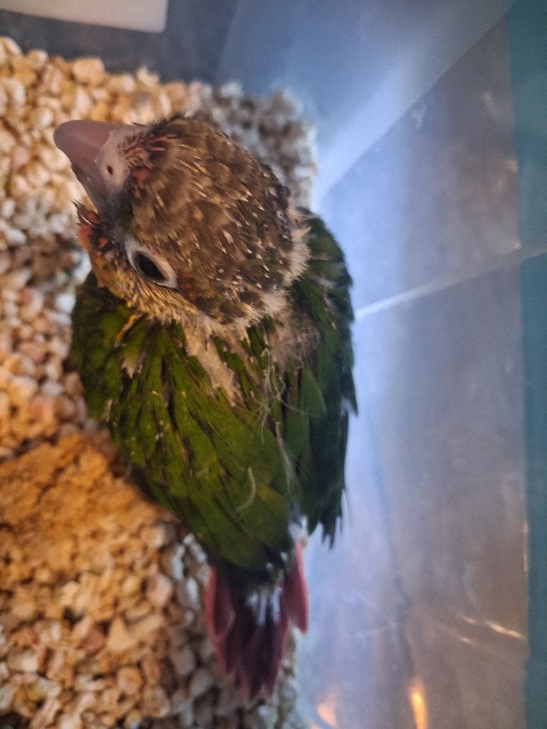 Handtamme pyrrhura's, Dieren en Toebehoren, Vogels | Parkieten en Papegaaien, Parkiet, Geslacht onbekend, Tam, Geringd