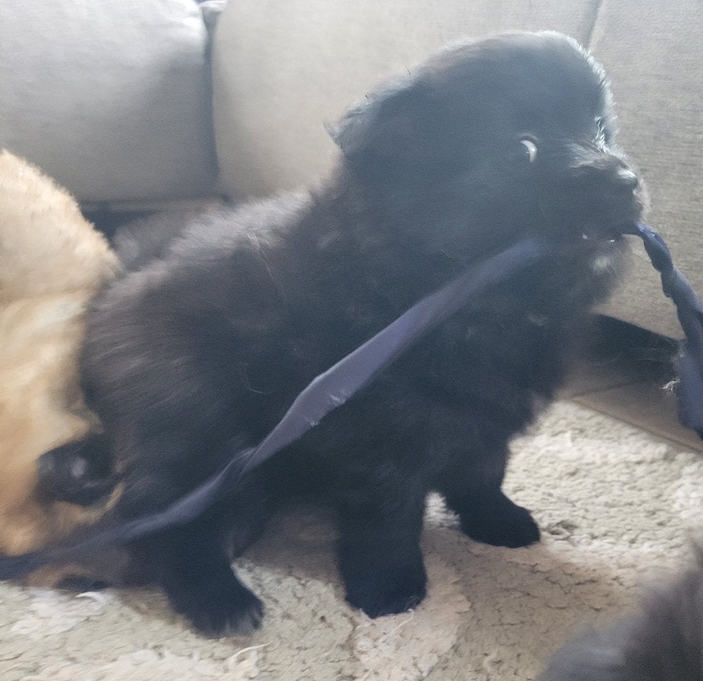 Loulou/Spitz Allemand, Animaux & Accessoires, Chiens | Huskys, Loulous & Types primitifs, Particulier, Loulou, 8 à 15 semaines