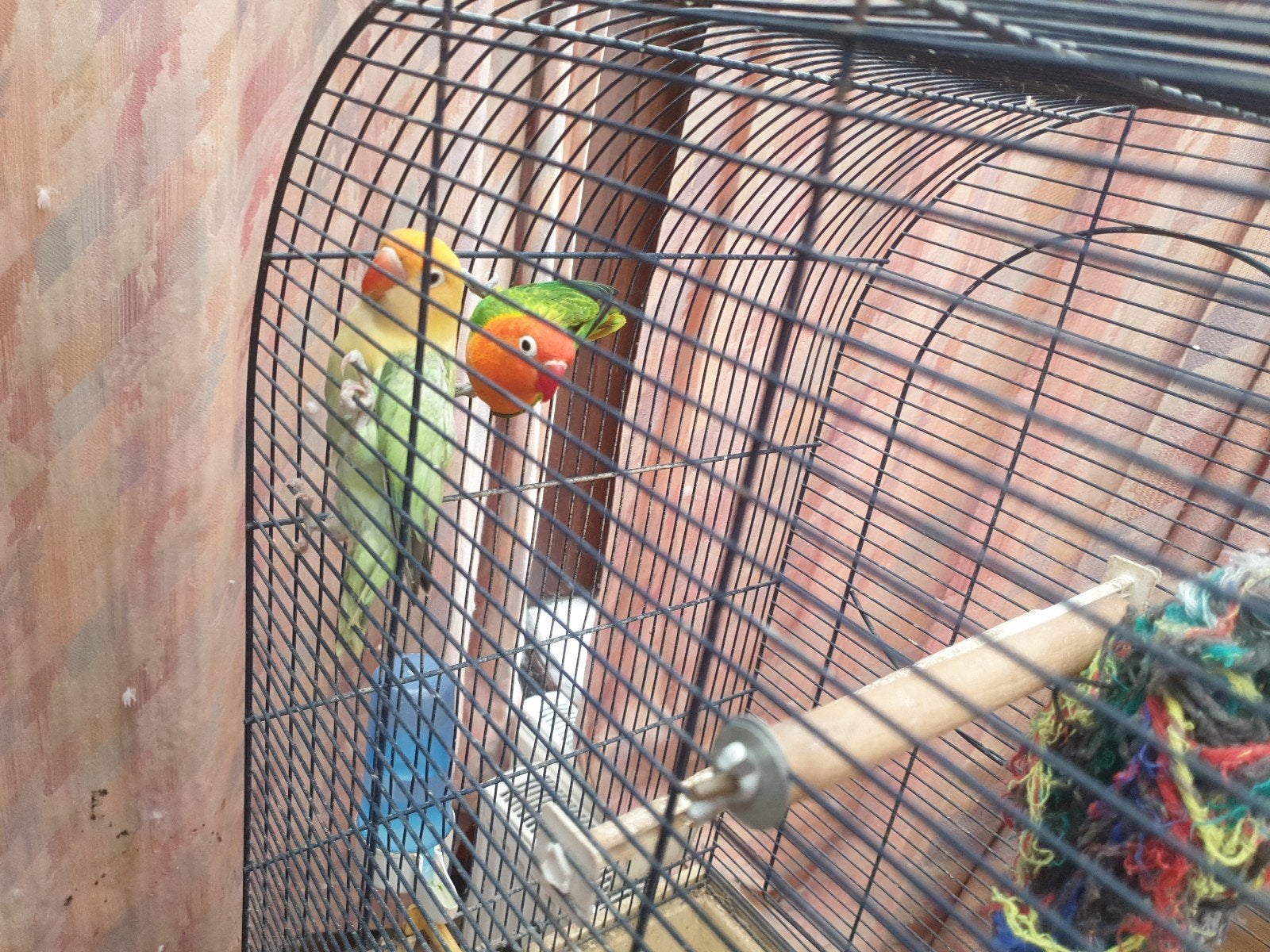 Twee lieve agapornissen te koop ️, Plusieurs animaux, Perroquet nain ou Inséparable