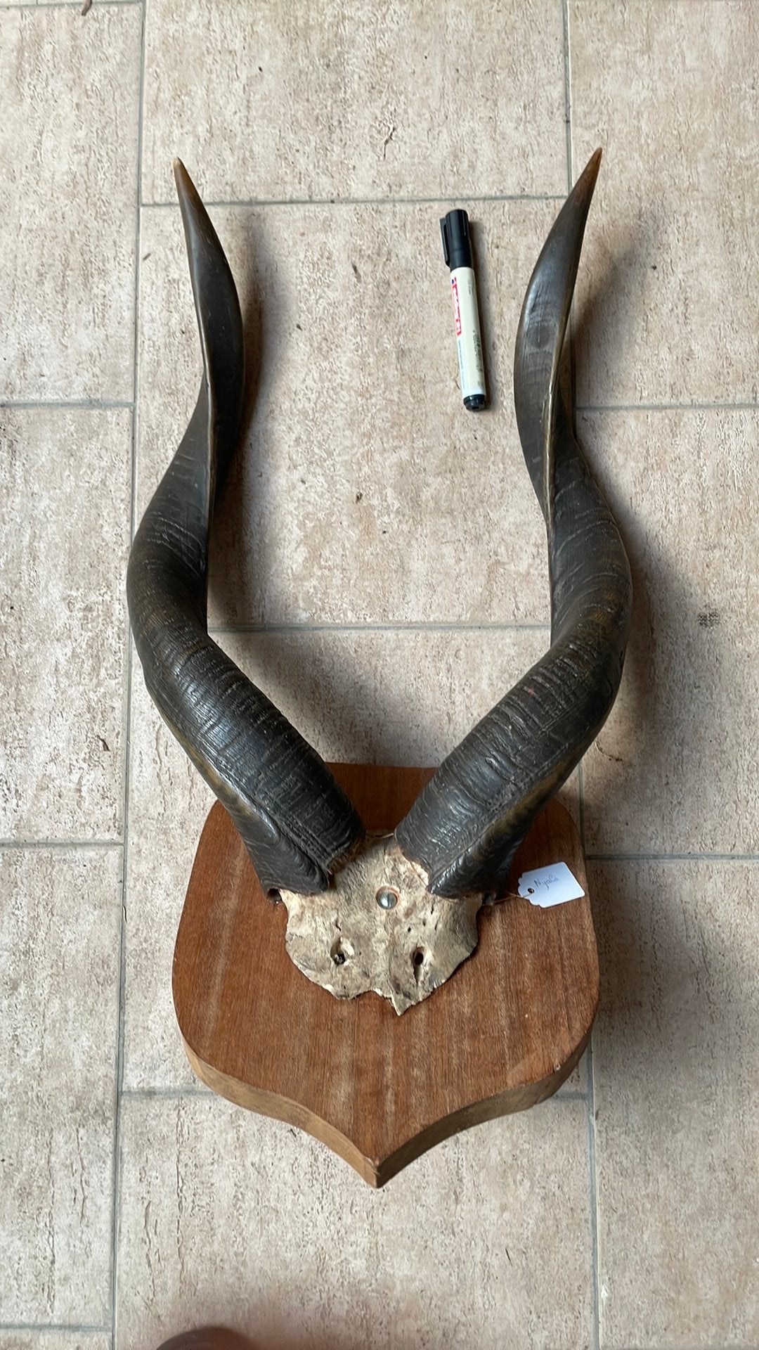 Nyala hoorns, Ophalen of Verzenden, Zo goed als nieuw, Wild dier, Gewei of Kop
