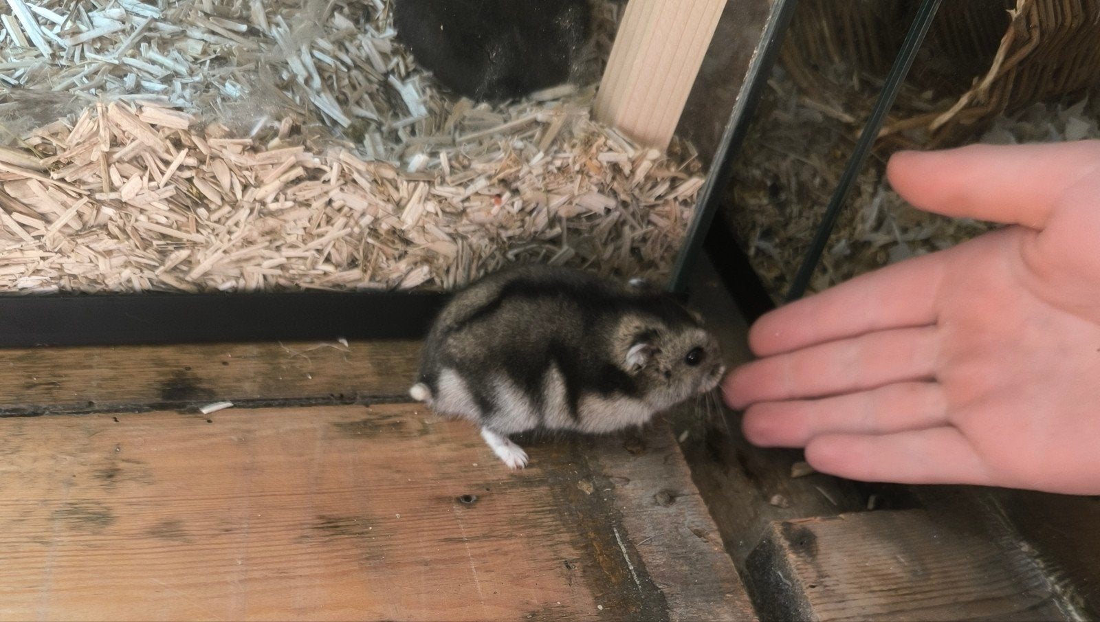 Koppel Russische dwerghamsters, Maart, Meerdere dieren