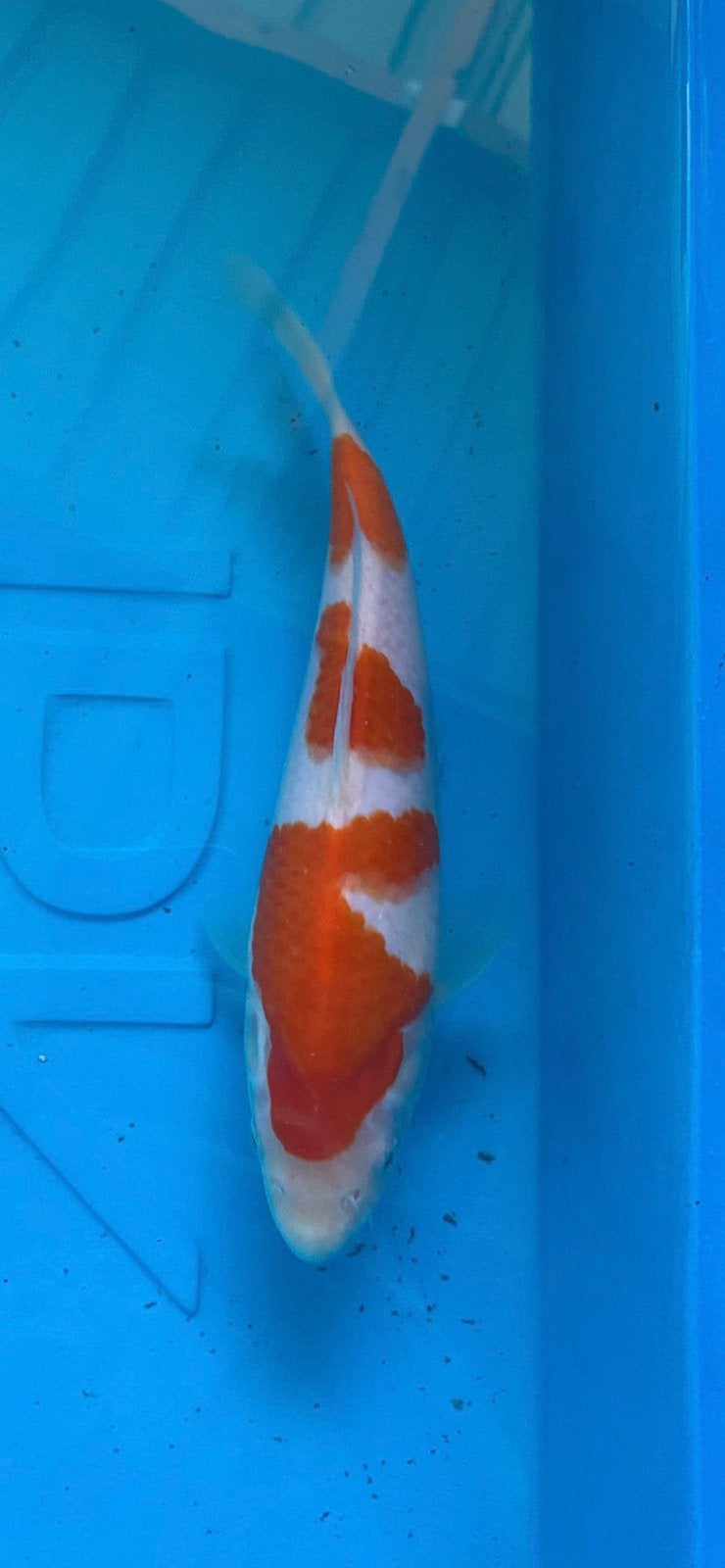 Kohaku, Dieren en Toebehoren, Vissen | Vijvervissen, Karper of Koi