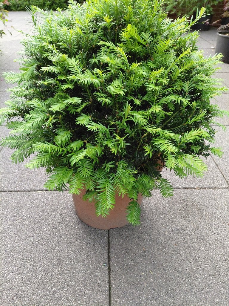Taxus Baccata bollen, Tuin en Terras, Ophalen, In pot