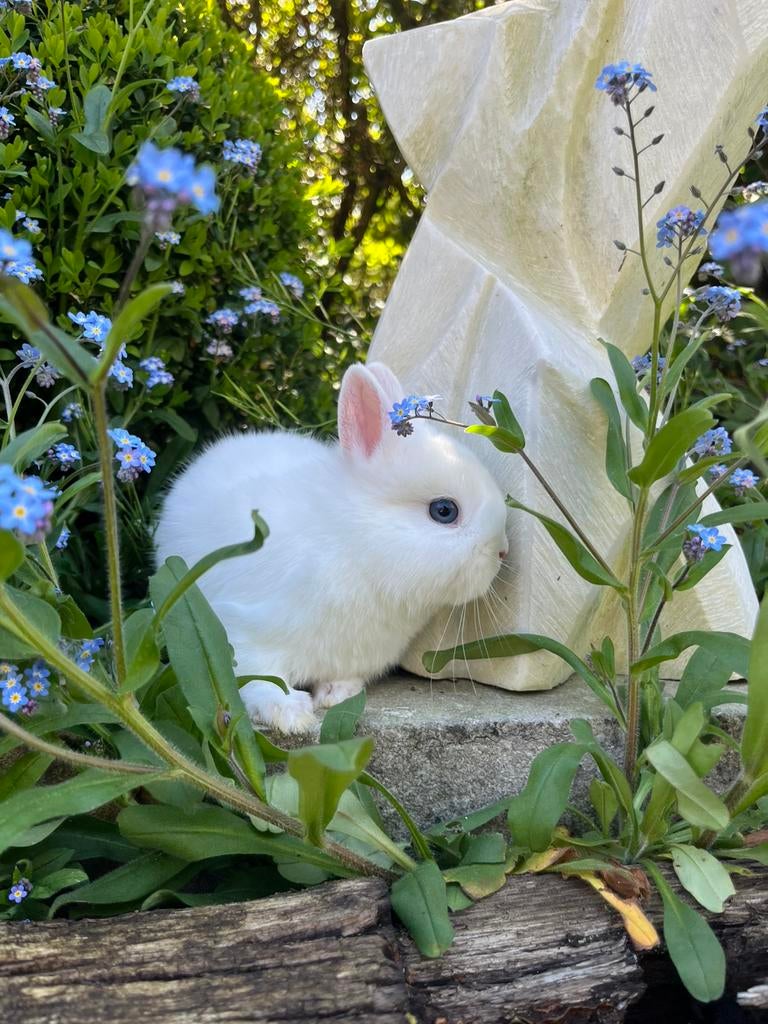 Schattig lief kleurdwerg voedstertje, Dieren en Toebehoren, Konijnen, Dwerg, Vrouwelijk, 0 tot 2 jaar