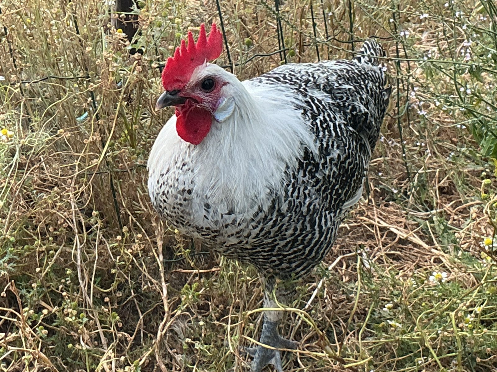 Zilverbrakel haan, Dieren en Toebehoren, Pluimvee, Mannelijk, Kip