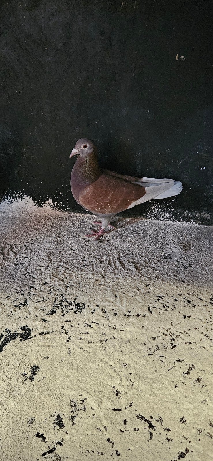 2 mooie rode duivinnen ( ongeringd) voor 20 euro samen, Dieren en Toebehoren, Vogels | Duiven