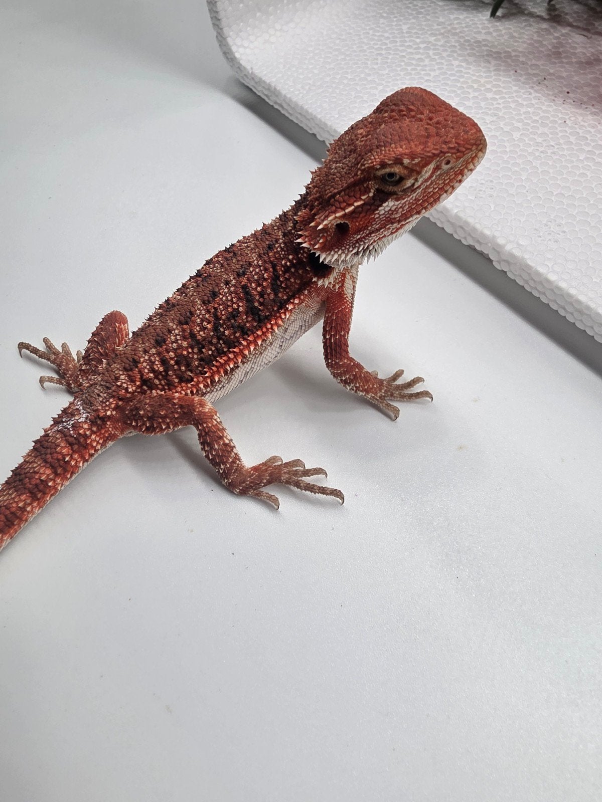 monstre rouge foncé The Hypo Man, Animaux & Accessoires