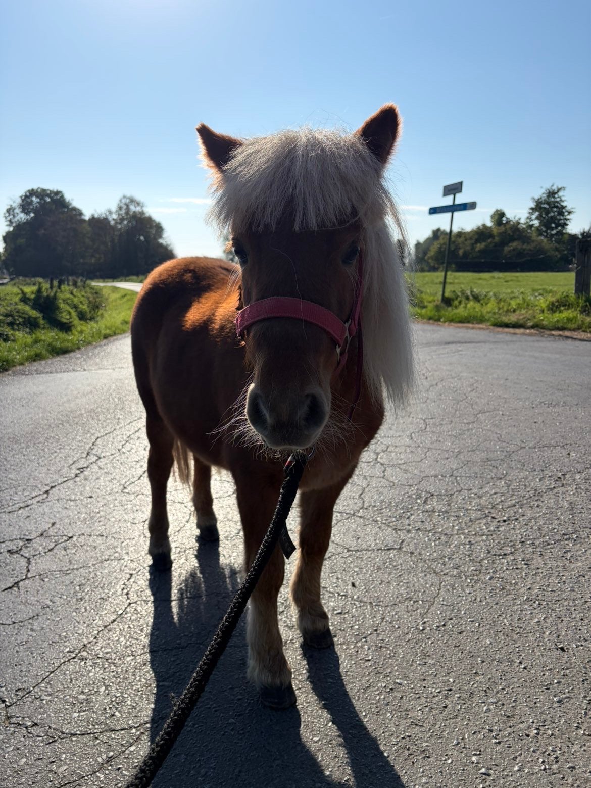 Brave shetlander merie, Dieren en Toebehoren