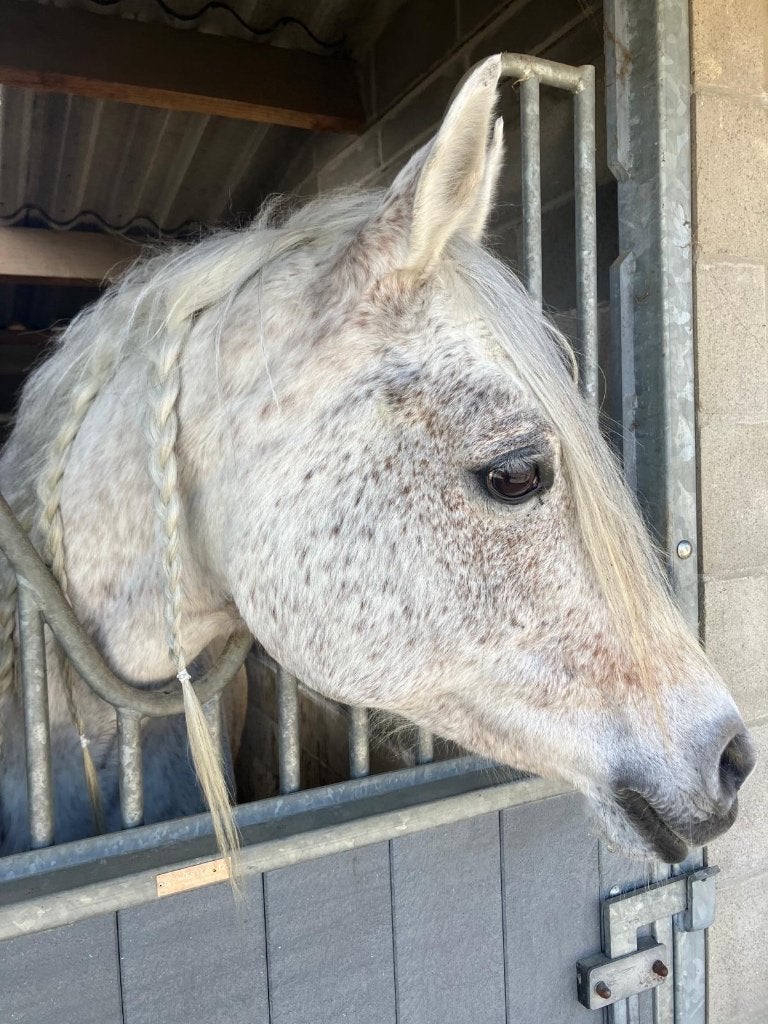 mooie Arabische merrie, Animaux & Accessoires, Chevaux, Jument, 11 ans ou plus, Cheval de récréation, Avec pedigree, Vermifugé