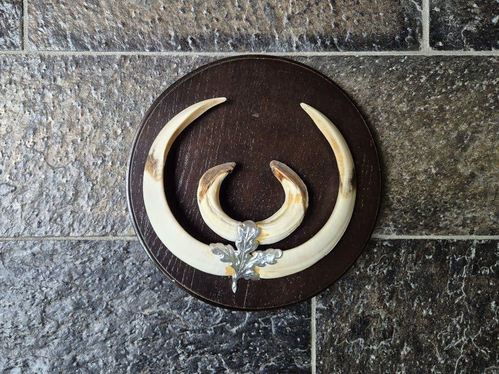 Prachtige wildzwijn tanden op schild - 20cm diameter k76, Enlèvement ou Envoi, Comme neuf, Animal sauvage, Autres types