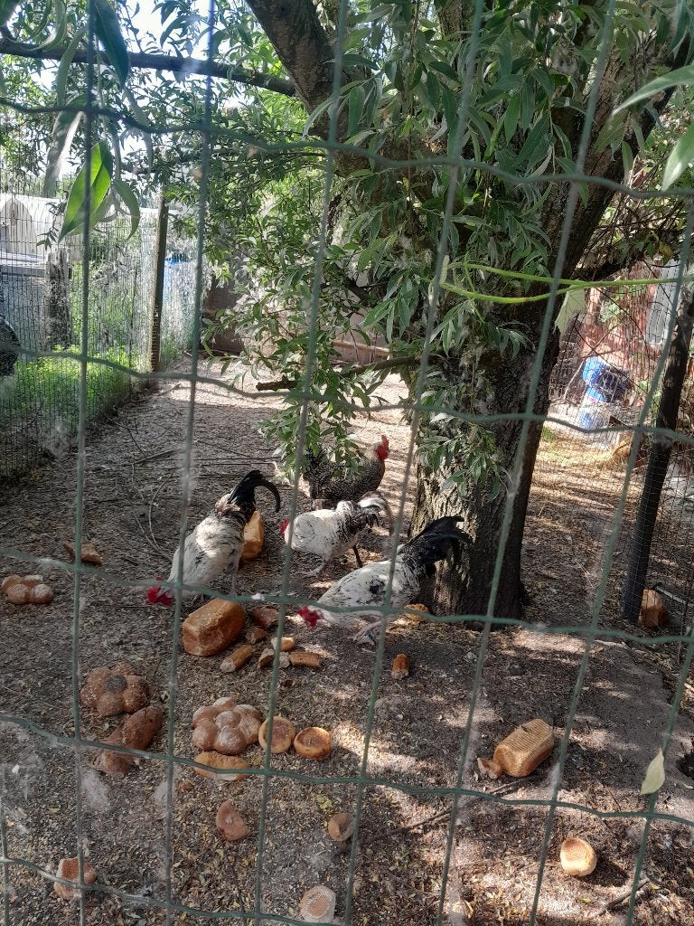 Hanen, Dieren en Toebehoren, April, Mannelijk