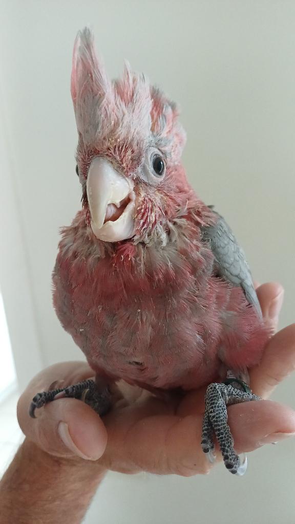 Handtamme vogels, Parleur