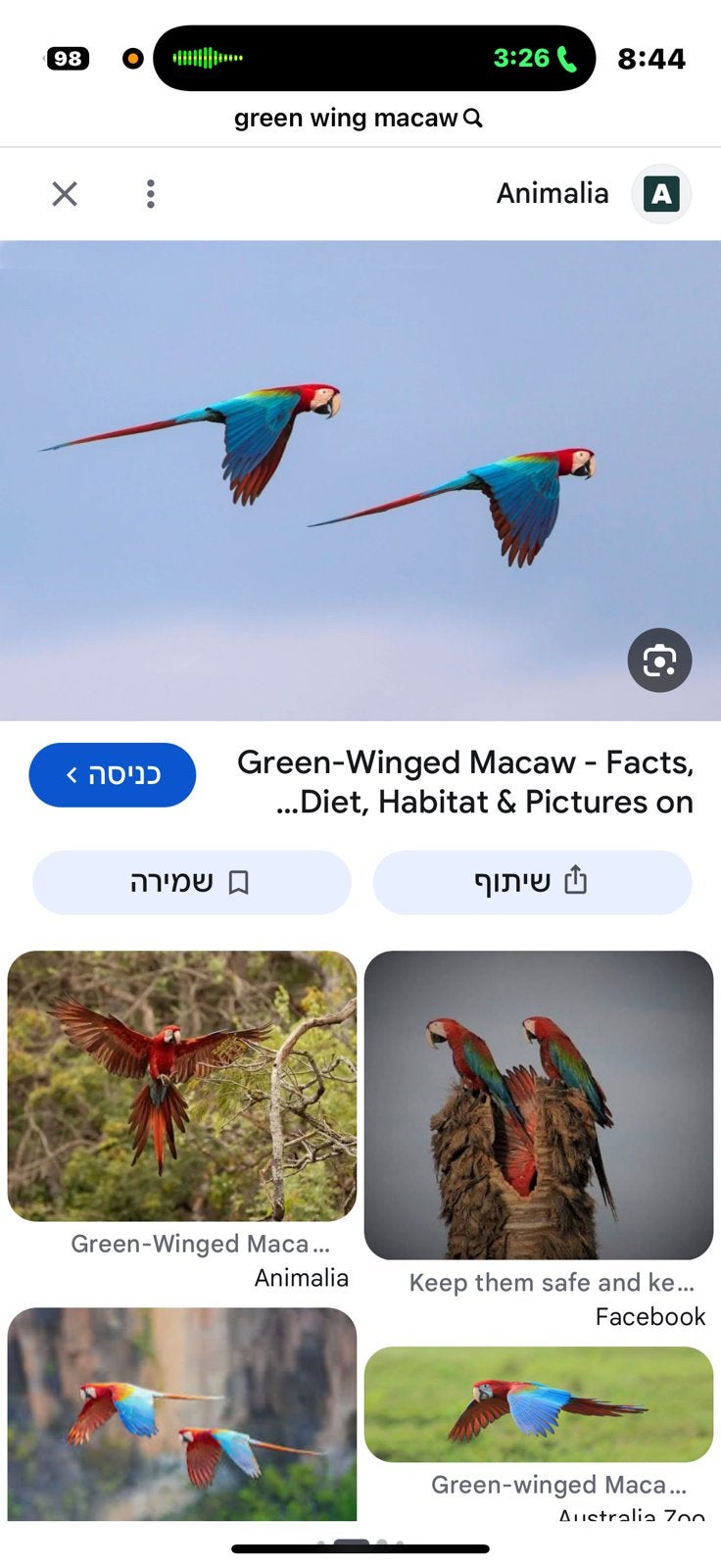 ara papegaai Gezocht macaw