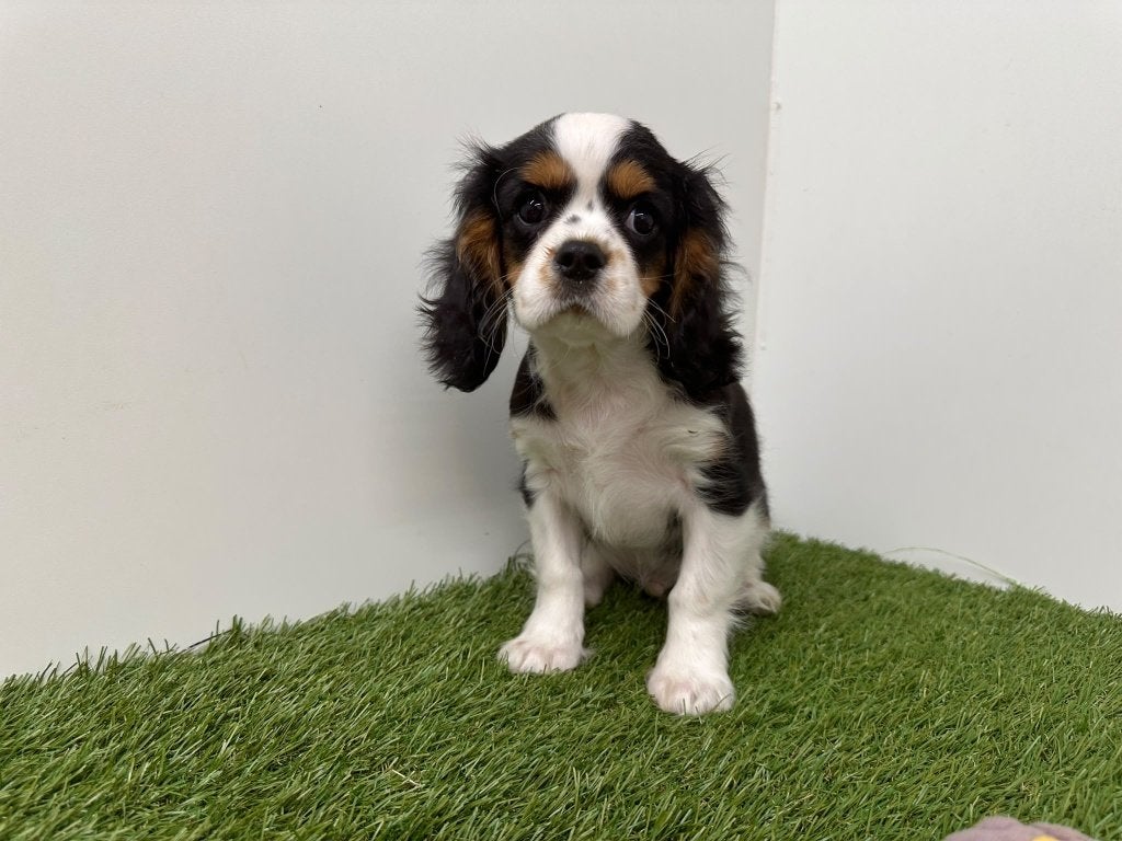Nid d'épagneul Cavalier King Charles, Animaux & Accessoires, 15 semaines à 1 an, Maladie de Carré (chiens), Plusieurs, Belgique