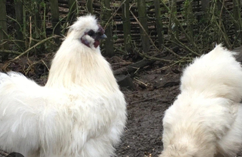 Zijdehoen hanen - volwassen 5€, Dieren en Toebehoren, Pluimvee