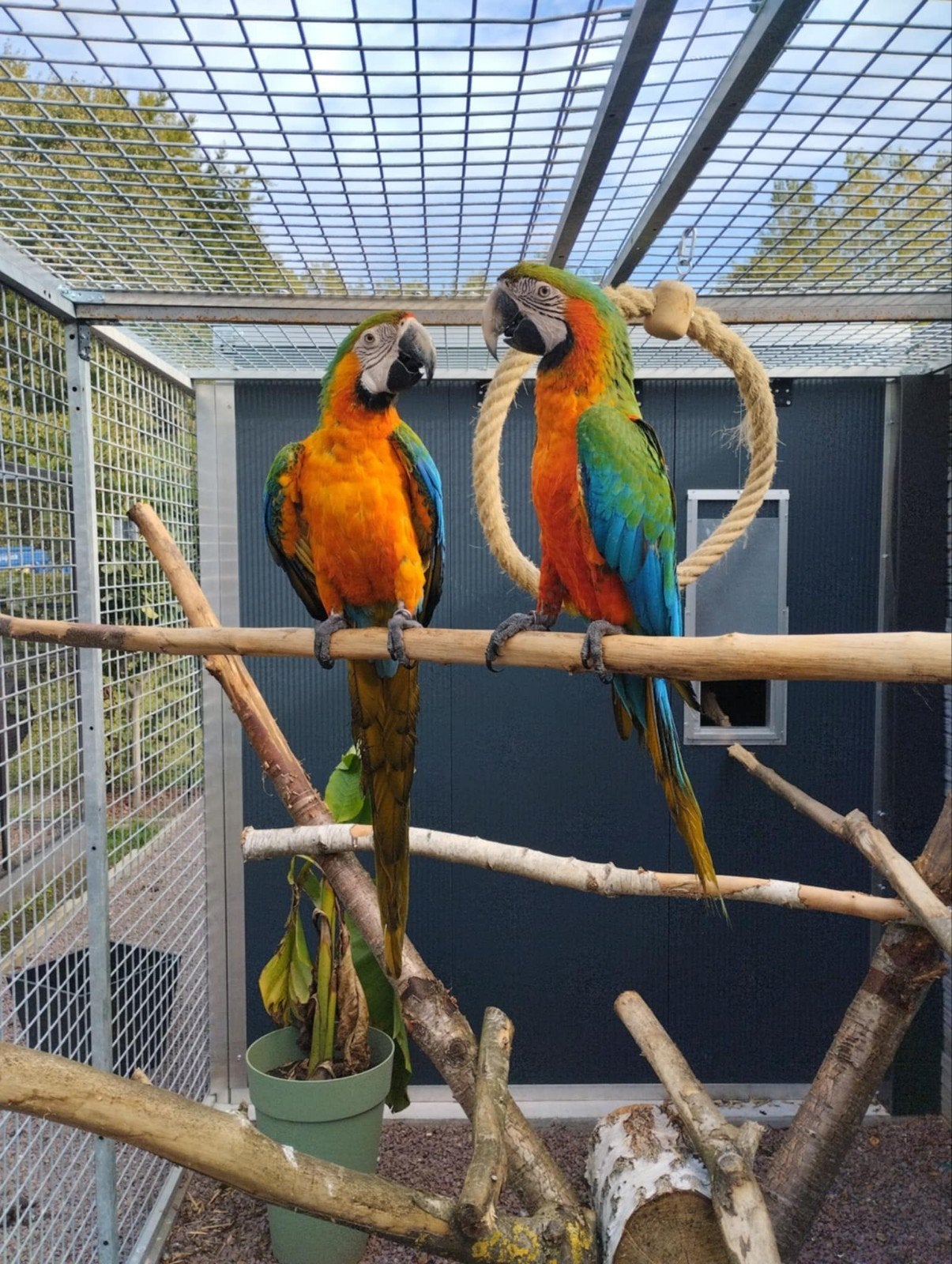 Catalina x harlekijn ara's