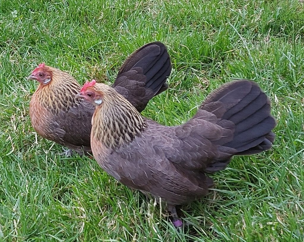 Hollandse krielen kippen, Dieren en Toebehoren, Meerdere dieren, Kip