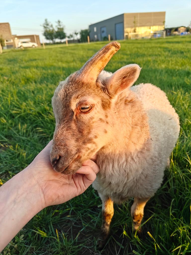 Ouessant ramlam, Dieren en Toebehoren