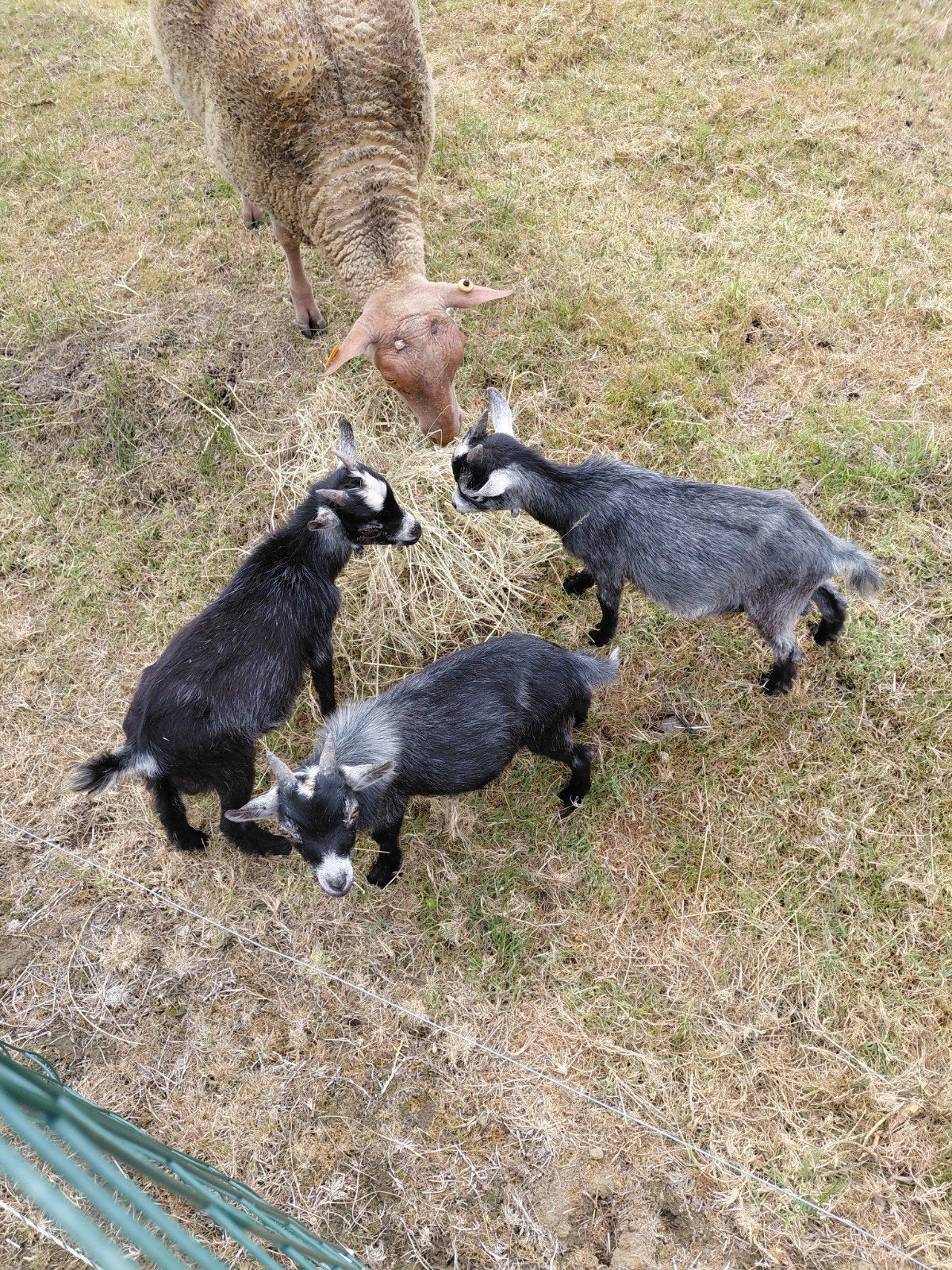 dwerggeitjes, Dieren en Toebehoren, Schapen, Geiten en Varkens