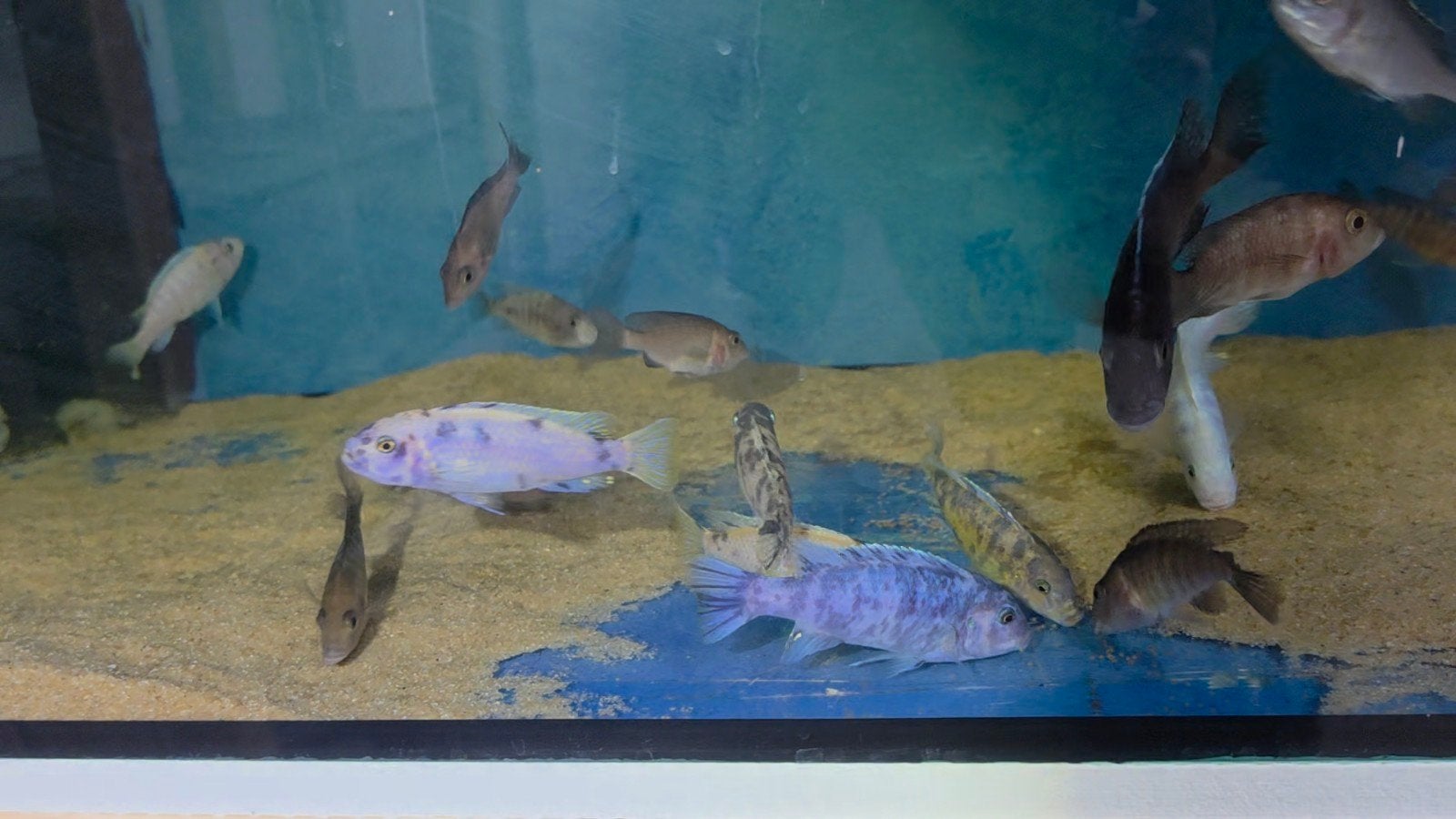 Malawi masinje ob, Dieren en Toebehoren, Vissen | Aquariumvissen