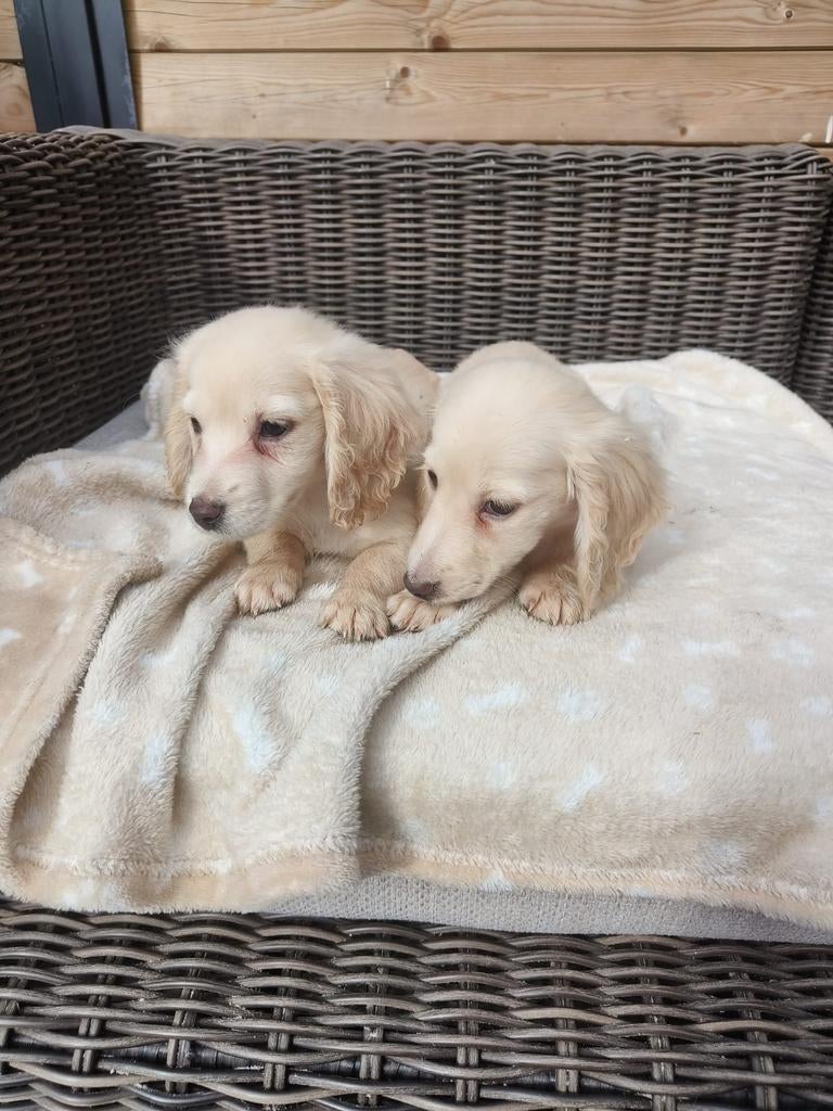 Beaux teckels blonds, Parvovirose, Chien (mâle), Belgique, Poils longs