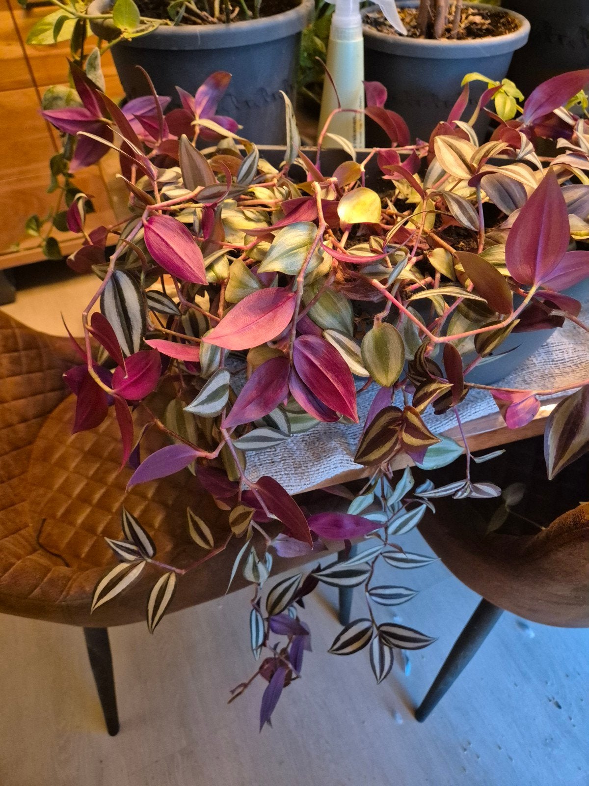 tradescantia, Ophalen