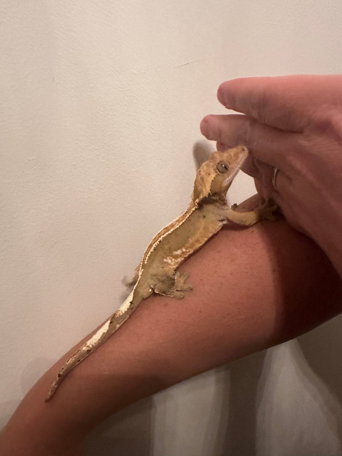 Wimpergekko gekko volwassen vrouw 2,5 jaar, Dieren en Toebehoren, Reptielen en Amfibieën