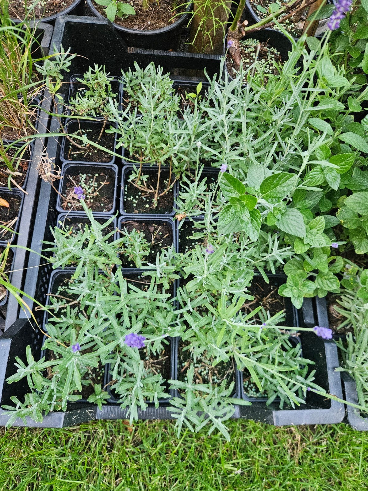 20 Lavendel 20€, Tuin en Terras, Planten | Tuinplanten, Ophalen