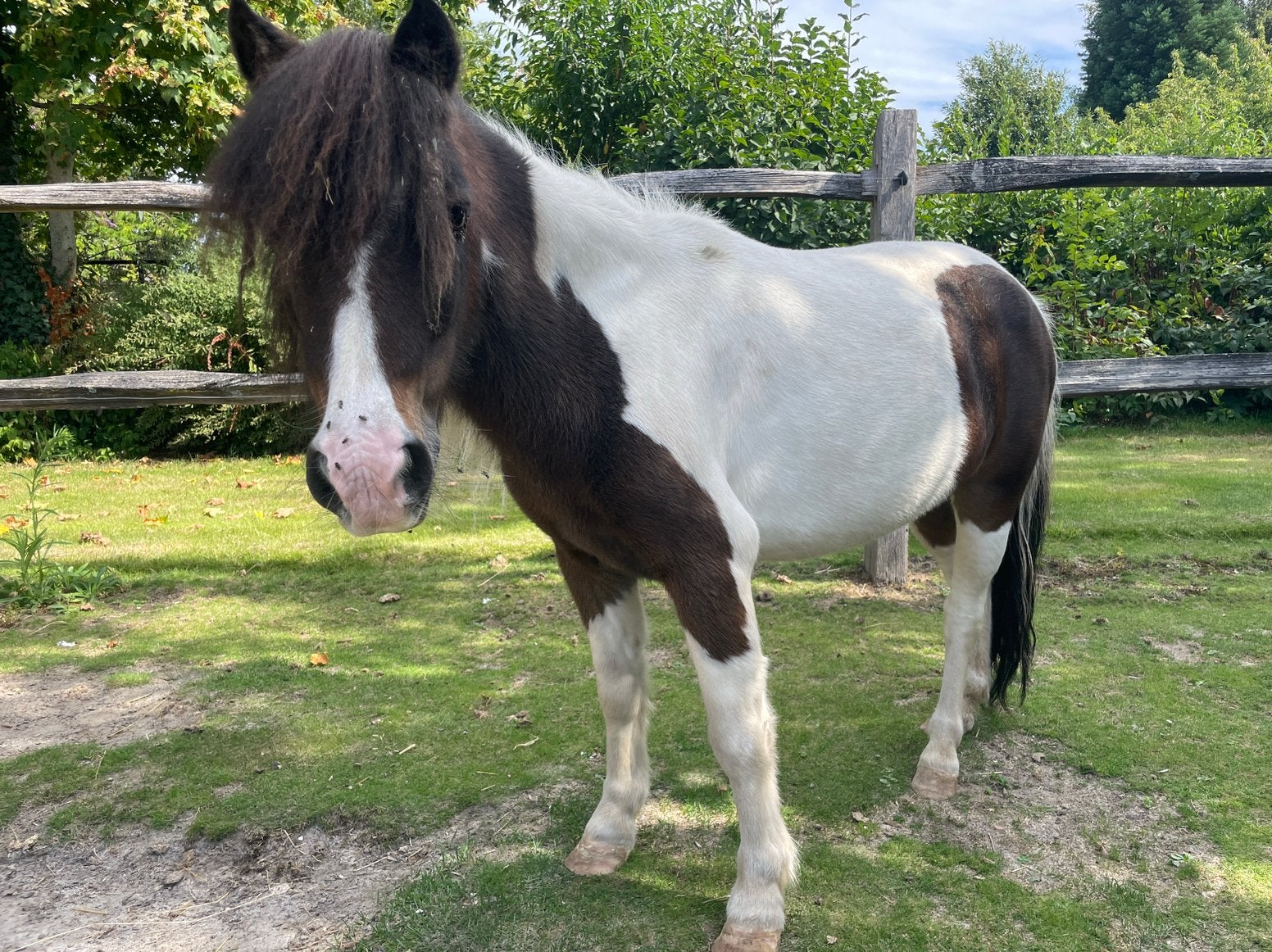 Poneys Shetland (2 juments) avec pedigree, Animaux & Accessoires, 11 ans ou plus, Avec pedigree, Poney de récréation, Poney A (jusqu'à 1.17 m)