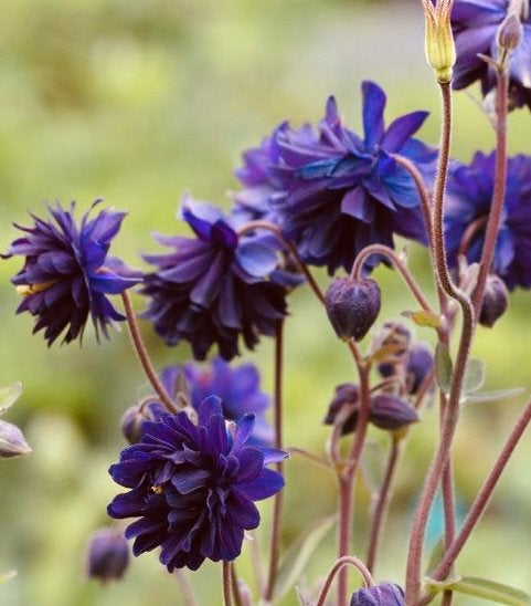 Akelei ‘Blue Barlow’ | Zaden uit eigen gifvrije tuin, Enlèvement ou Envoi, Automne, Mi-ombre, Graine