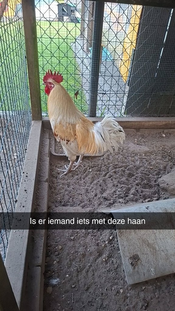Haan, Mannelijk, Kip