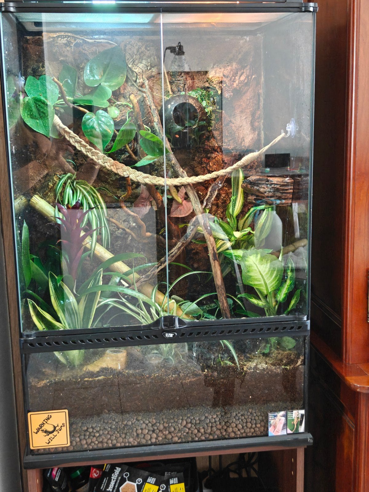 Wimpergecko bewezen koppel 1 man en 2 vrouwtjes met terrariu, Ophalen, Zo goed als nieuw, Terrarium of Paludarium
